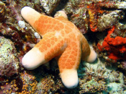 Star fish by Adrian Newell 